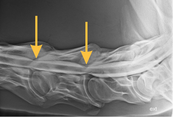 Foto Paardenkliniek Wolvega: Myelografie, oftewel een röntgenfoto met contrastvloeistof van een atactisch paard met cervicale spinale compressie ter hoogte van C5-C6 en C6-C7.
