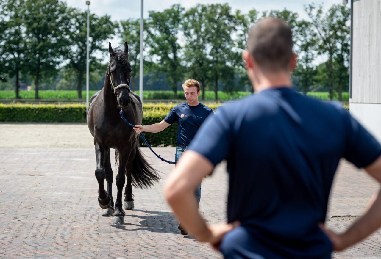Foto (Paardenkliniek Wolvega): klinisch onderzoek: monsteren; opdraven van het paard aan de hand
