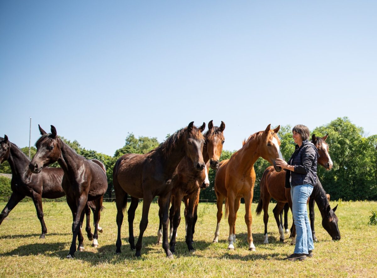 Paardenartspro Voedingsadvies Paard Anneke hallenbeek