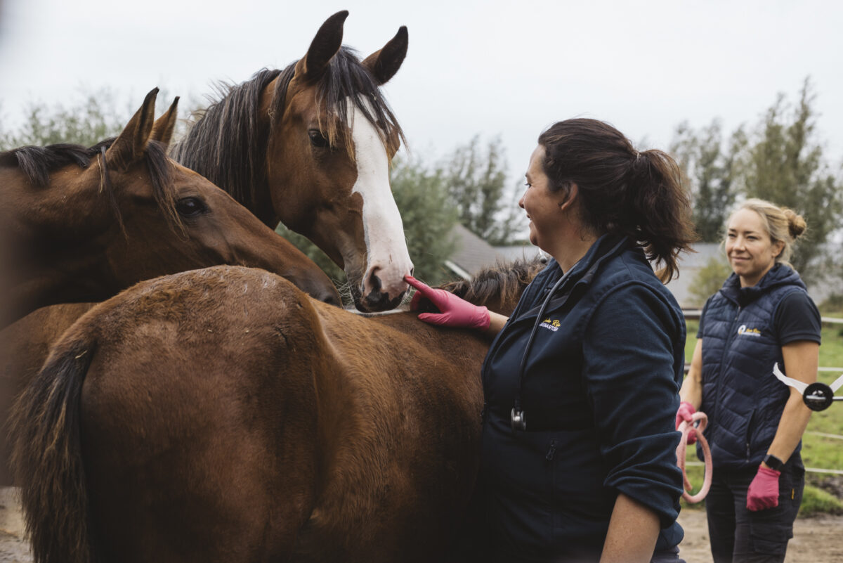 Paardenartspro Oude Rijn Paardenartsen omslag foto