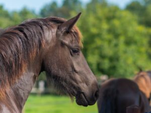 Benthem-Gratama-Advocaten-hippisch-recht-Business-Partner-Paardenartspro_-300x225